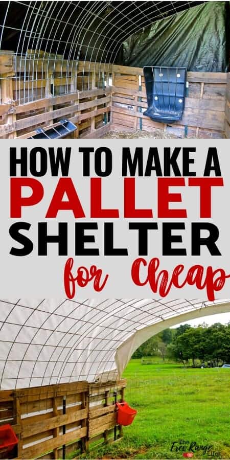 Pallet Shed Plans: Learn how to make a quick shelter out of pallets! Great for a run-in shed for goats, alpacas or any other farm animal!