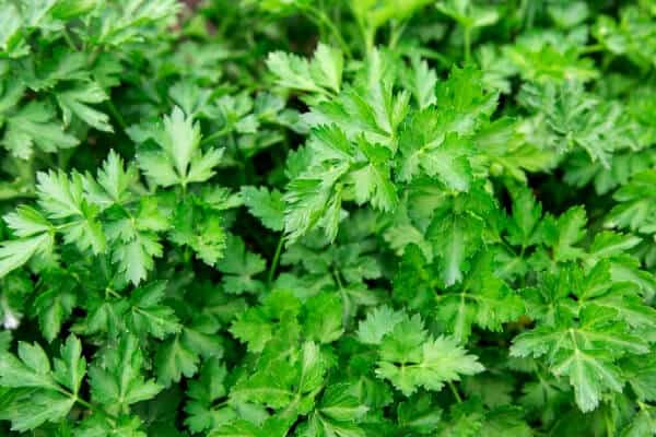 close up of a parsley plant