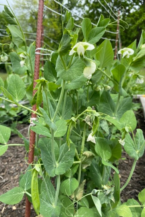 Growing Peas: How to Plant, Care, and Harvest Your Garden Peas