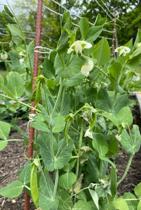 pea vines growing up trellis in garden bed