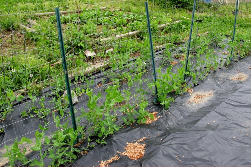 peas growing on fencing