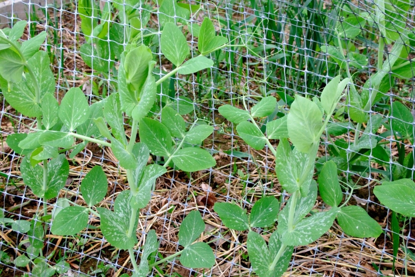 peas growing on netting