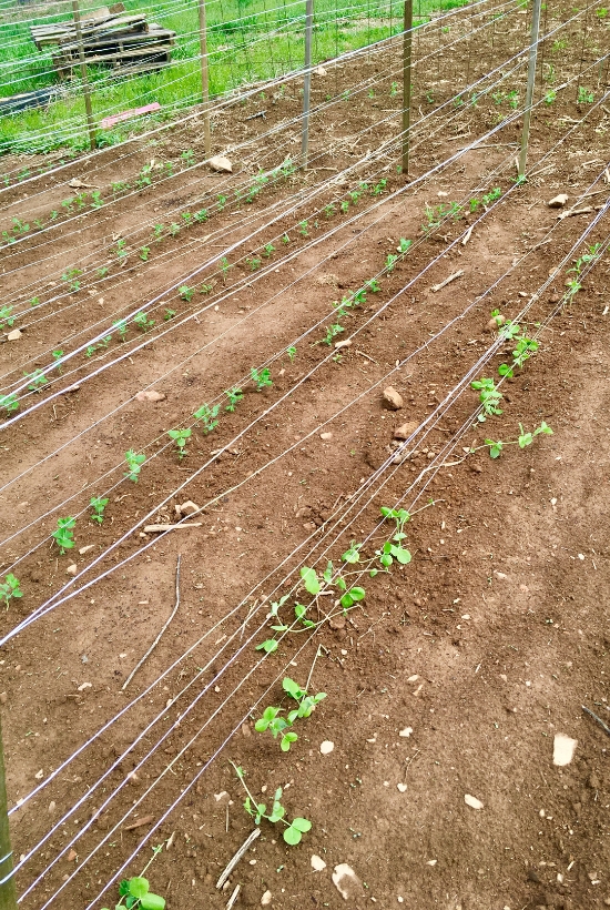 young pea plants in ground under a trellis made of string