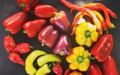 Best Heirloom Sweet Pepper Varieties to Try This Year