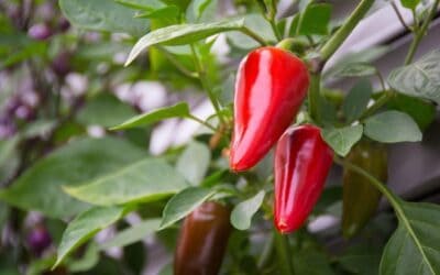 Quick Start Guide to Growing Peppers in Your Garden