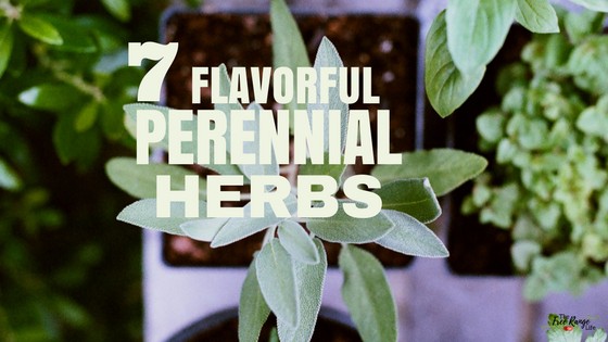 7 Flavorful Perennial Herbs You Need in Your Garden
