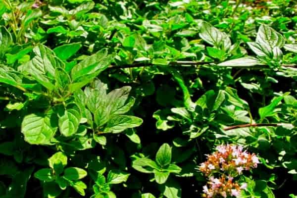 The Many Uses and Benefits of Oregano