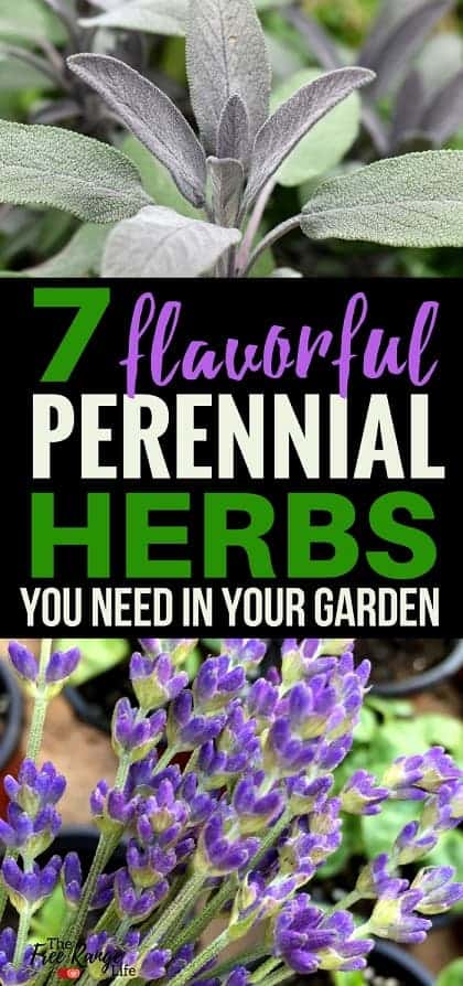 Gardening for Beginners: A perennial herb garden is the perfect addition to any backyard space. Plant these 7 perennial herbs for constant harvest year after year. 