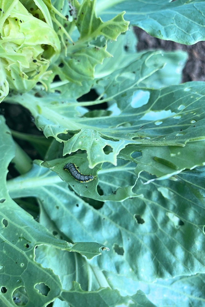 pest infected cabbage plant