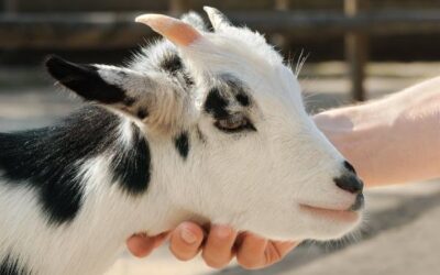 19 Reasons to Raise Goats on Your Homestead