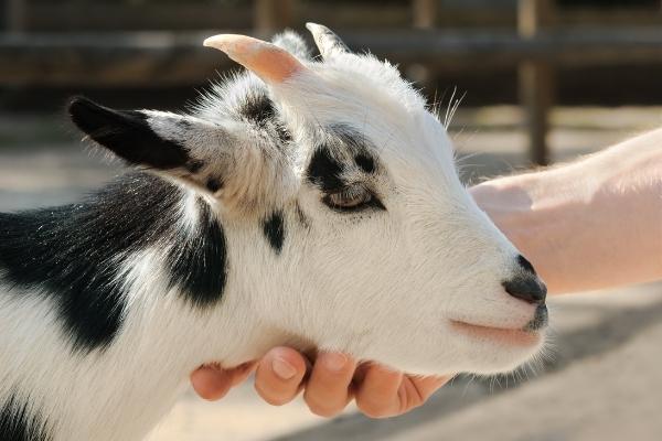 black and white goat being scratched under the chin