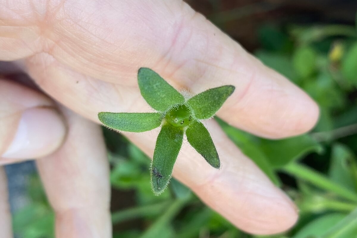 immature seed pod on pet%unia