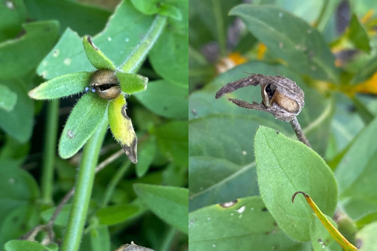 mature petunia seed pods