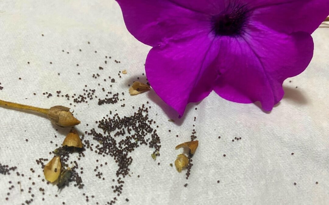 How to Collect Petunia Seeds