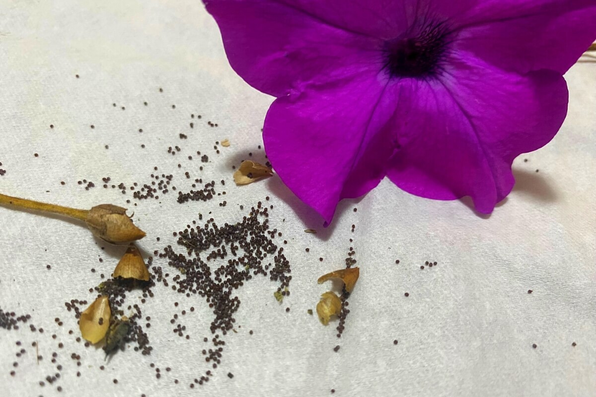 collected petunia seeds on a towel with a flower blossom