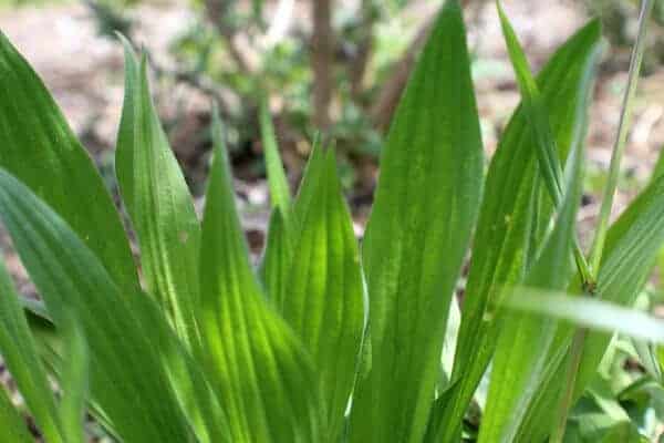 narrow leaf plantain leaves