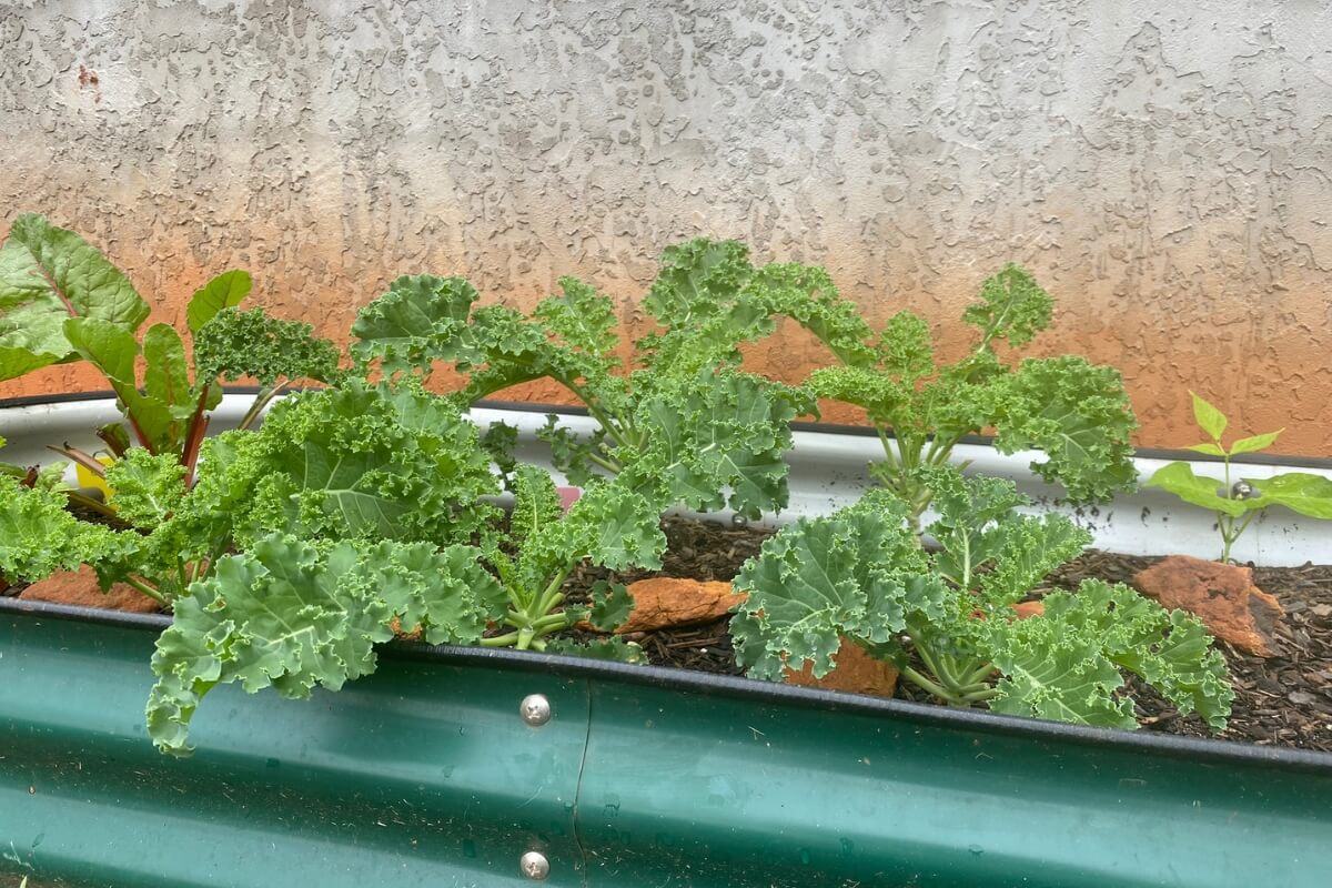 vego garden bed planted with kale