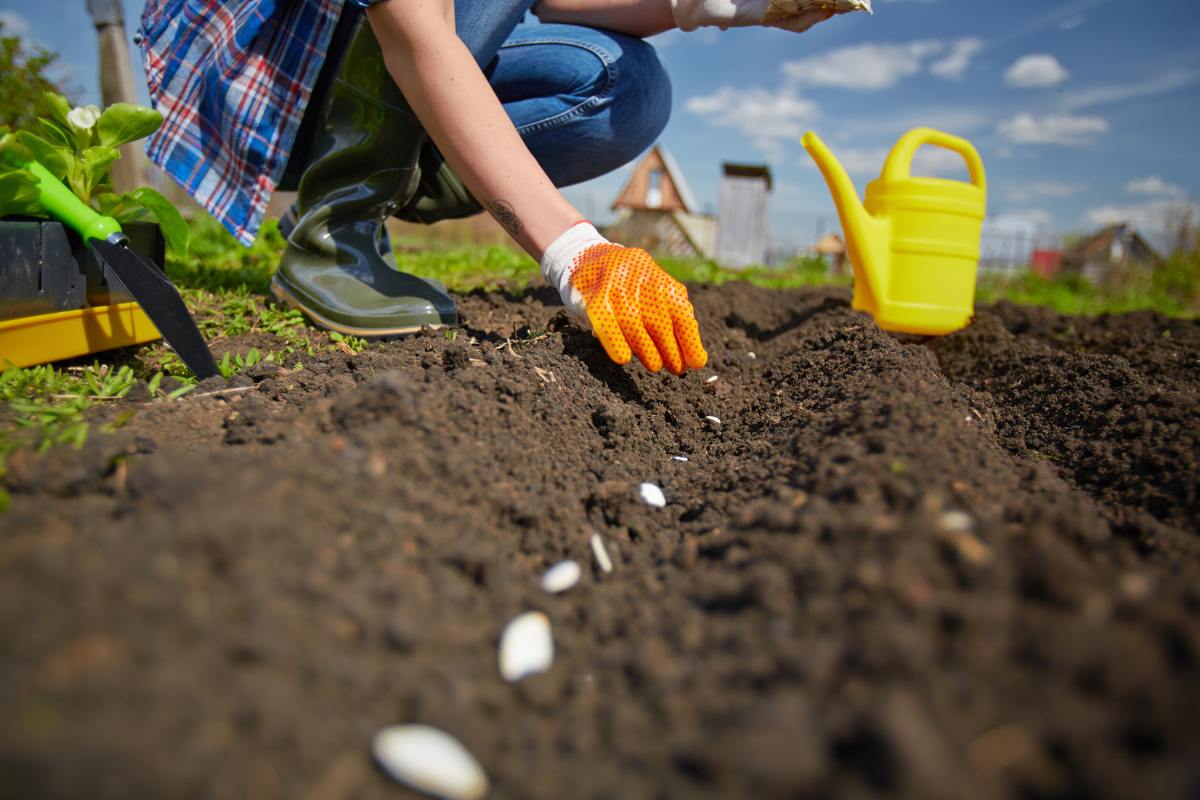 gardener sowing seeds in a row outside