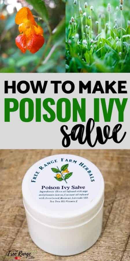 how to make poison ivy salve with picture of salve tub, plantain, and jewelweed flower