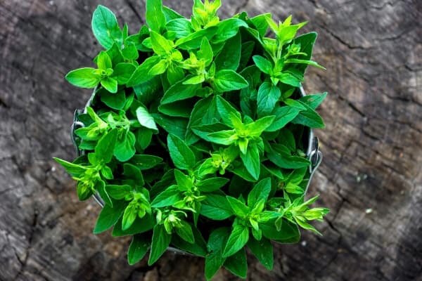 pot of marjoram on a wooden table