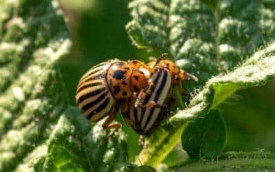 How to Get Rid of Common Bugs on Your Plants- Naturally!