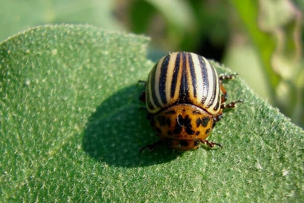 Nahaufnahme eines erwachsenen Kartoffelkäfers auf einem grünen Blatt