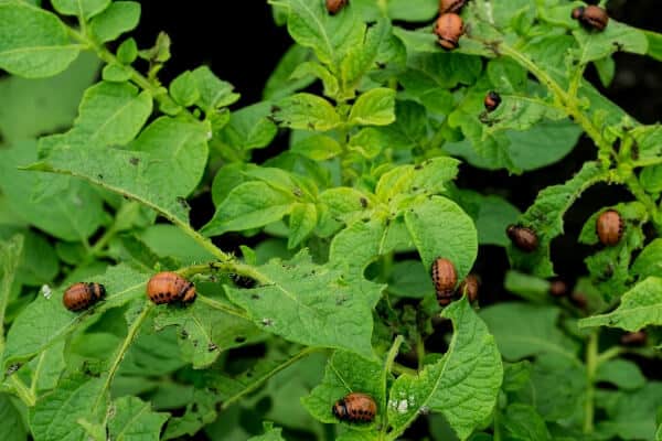 Kartoffelkäferlarve frisst eine Tomatenpflanze