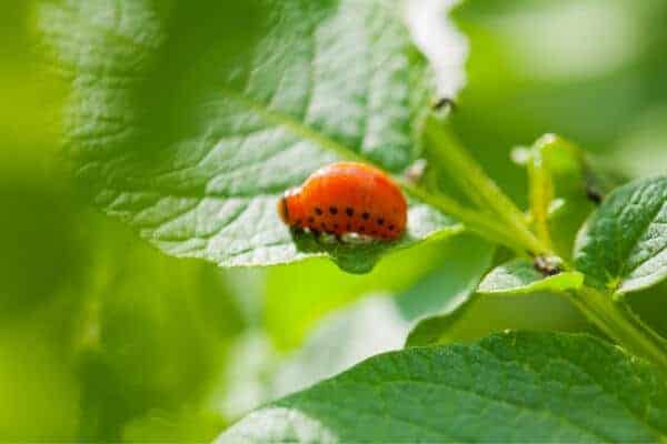 potato beetle larva on a leaf 