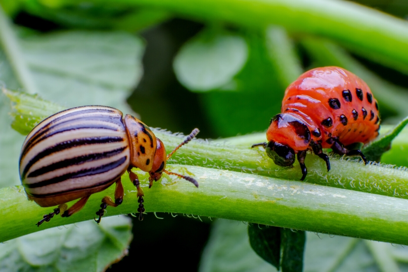 potato beetle and larvae