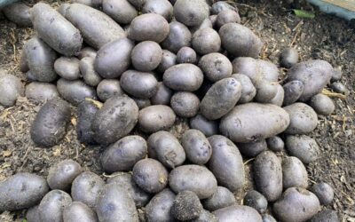 The Best Potato Companion Plants for Your Backyard Garden