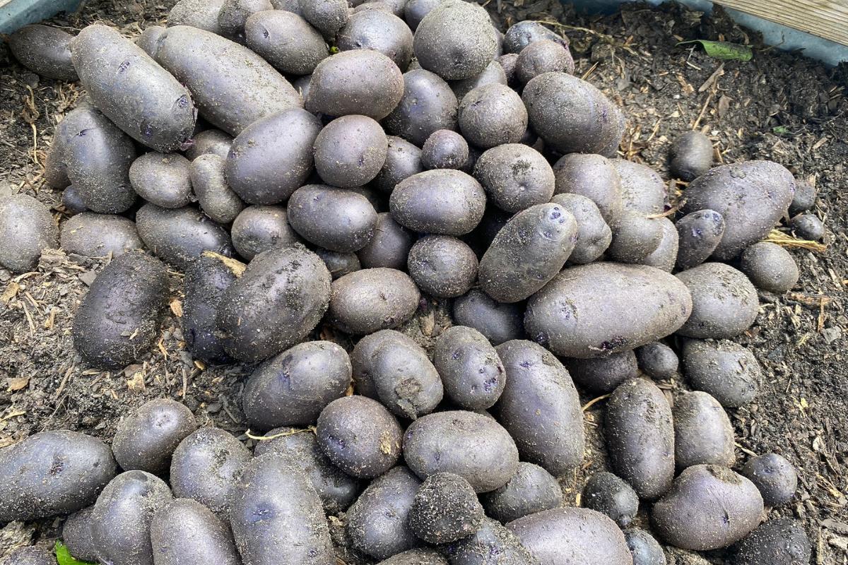 fresh dug potatoes