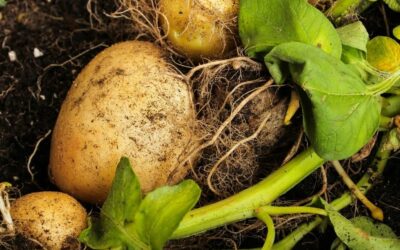 The Best Potato Companion Plants for Your Backyard Garden