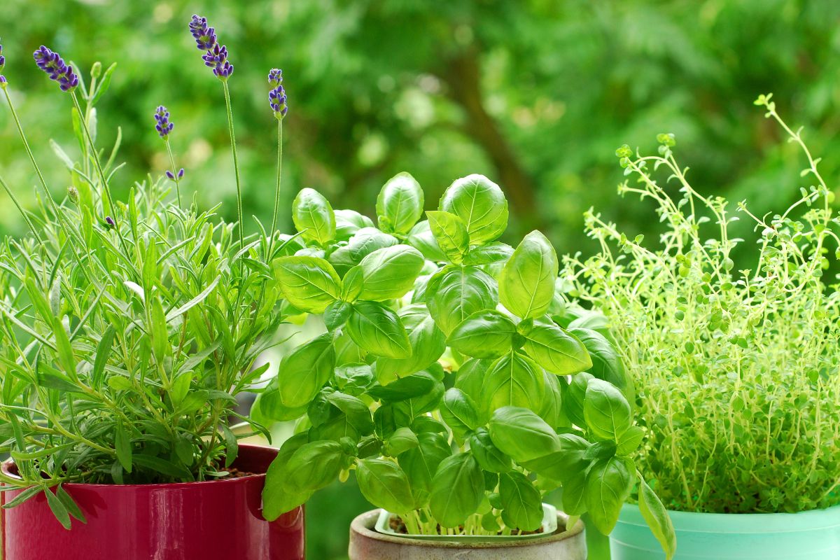 potted herbs and basil