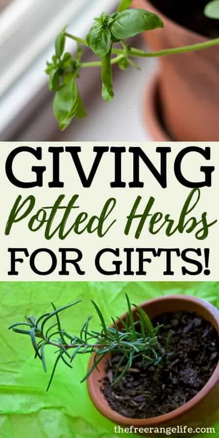 Learn how to create beautiful potted herbs to give as gifts this Christmas!