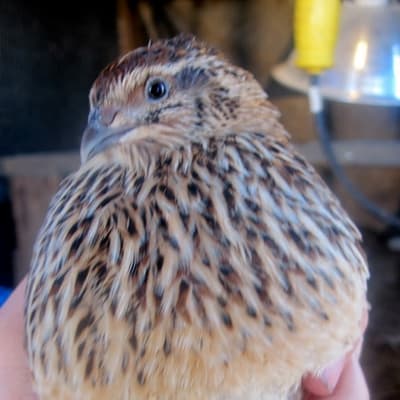 poultry alternatives raising quail on the homestead(1)