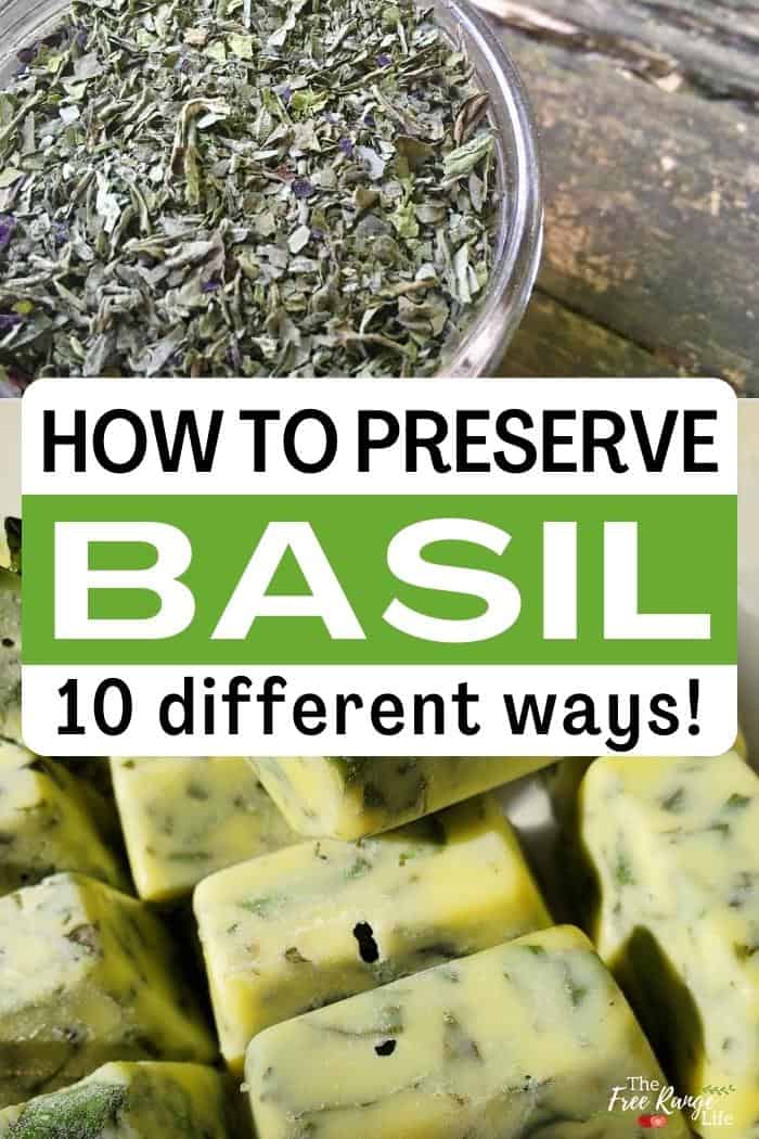 how to preserve basil 10 different ways