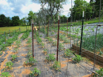 Do you have a long list of things to accomplish on your homestead? Learn the steps to having the most productive homesteading year ever!