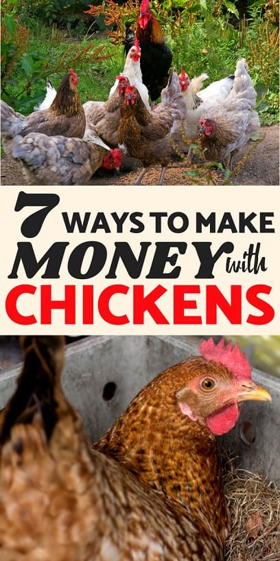 Profitable Poultry Make Money Raising Chickens