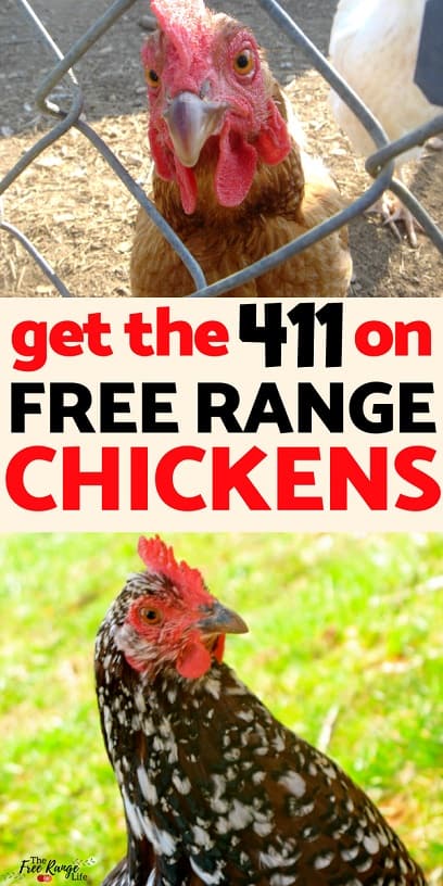 Why free-range and free-run chicken is better for you – Farm Club