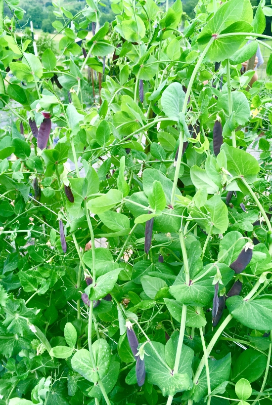 purple peas growing on vines
