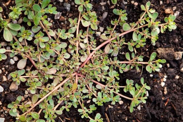 purslane plant on soil