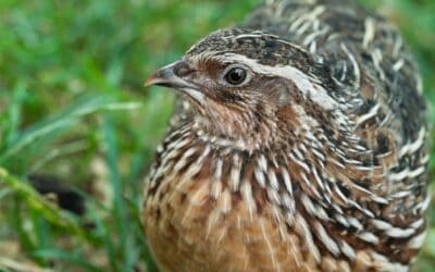 How to Raise Coturnix Quail on Your Small Homestead