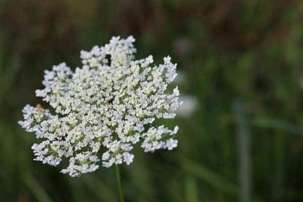 white queen anne's lace flower