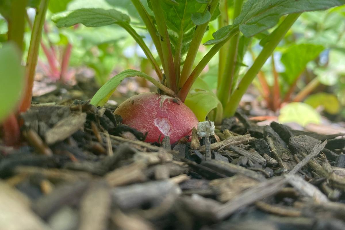 radishes growing in ground