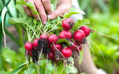 Growing Radishes in Your Garden: Seed to Harvest