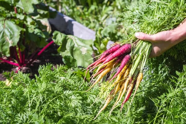 fresh dug rainbow carrots