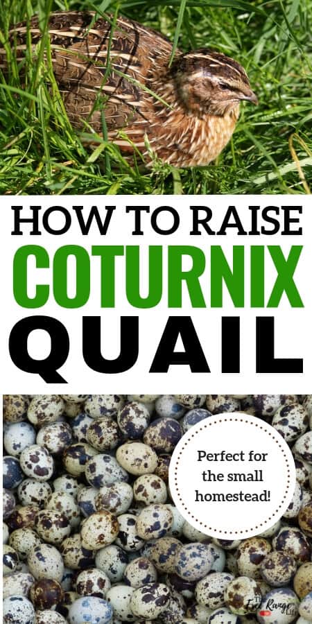 how to raise coturnix quail