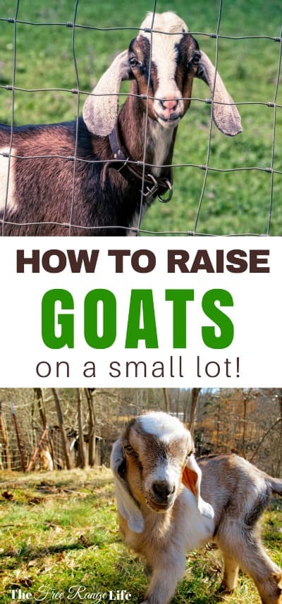 Think you can't raise goats on a small lot? Think again, learn how to make room for goats on a very small homestead and get started today!