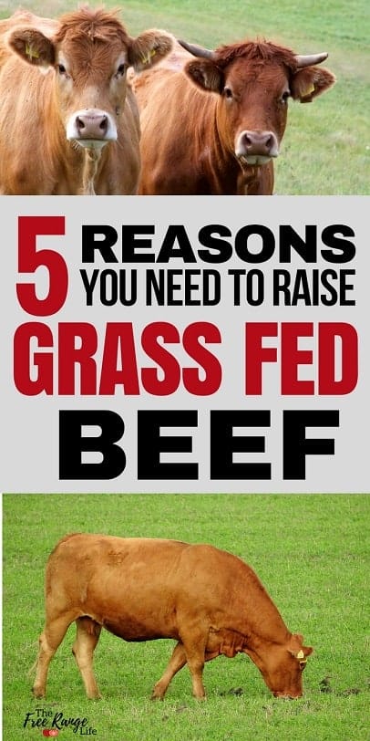 5 Reasons You Need To Raise Grass Fed Beef On Your Homestead