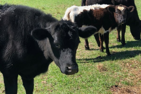 5 Reasons You Need to Raise Grass Fed Beef on Your Homestead